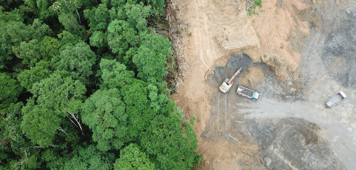 deforestation